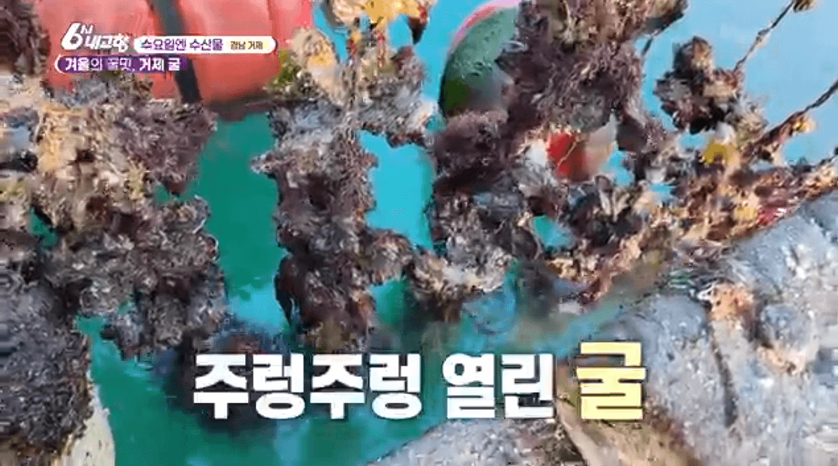 경남 거제 굴 양식장 &lsquo;공주수산(구. 영성수산)&rsquo; 택배 연락처 위치 정보