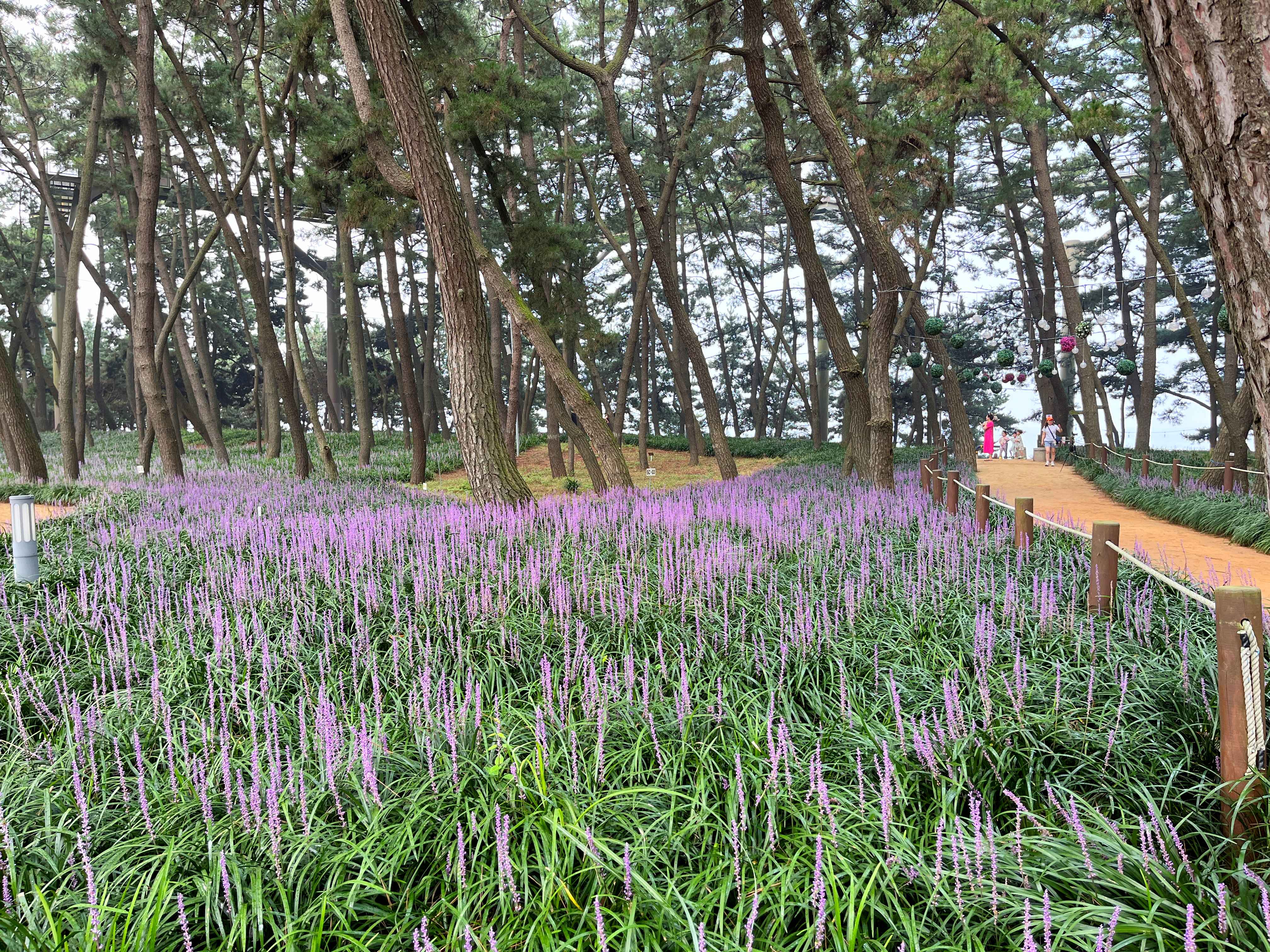 장항 맥문동꽃 축제