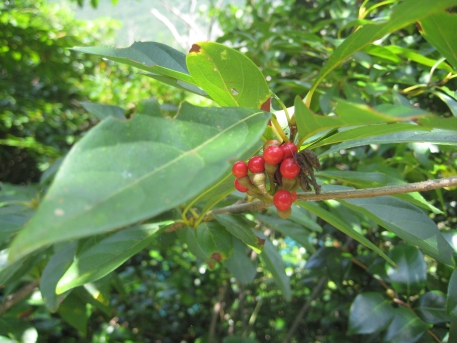 비목나무 열매2