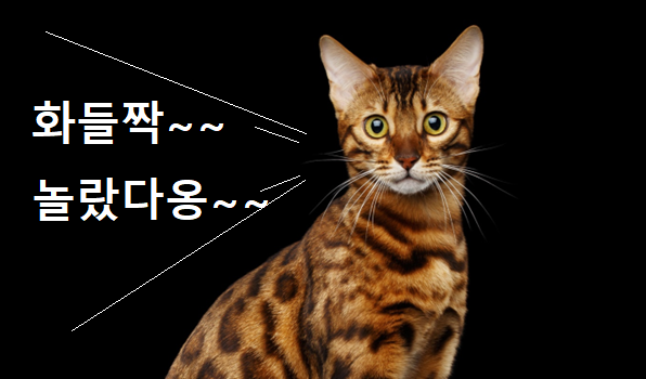 벵갈 고양이 사진 - 1
