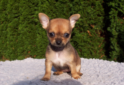 새끼 치와와 사진