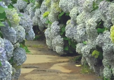 제주 감성여행 코스&amp;#44; 제주 꽃 테마여행지&amp;#44; 제주 동백꽃 철&amp;#44; 제주 식물관광지&amp;#44; 제주 자연체험&amp;#44; 카멜리아힐 꽃 사진&amp;#44; 제주 카페거리&amp;#44; 제주 중문 가볼만한곳&amp;#44; 제주 남쪽 여행지&amp;#44; 제주도 포토스팟