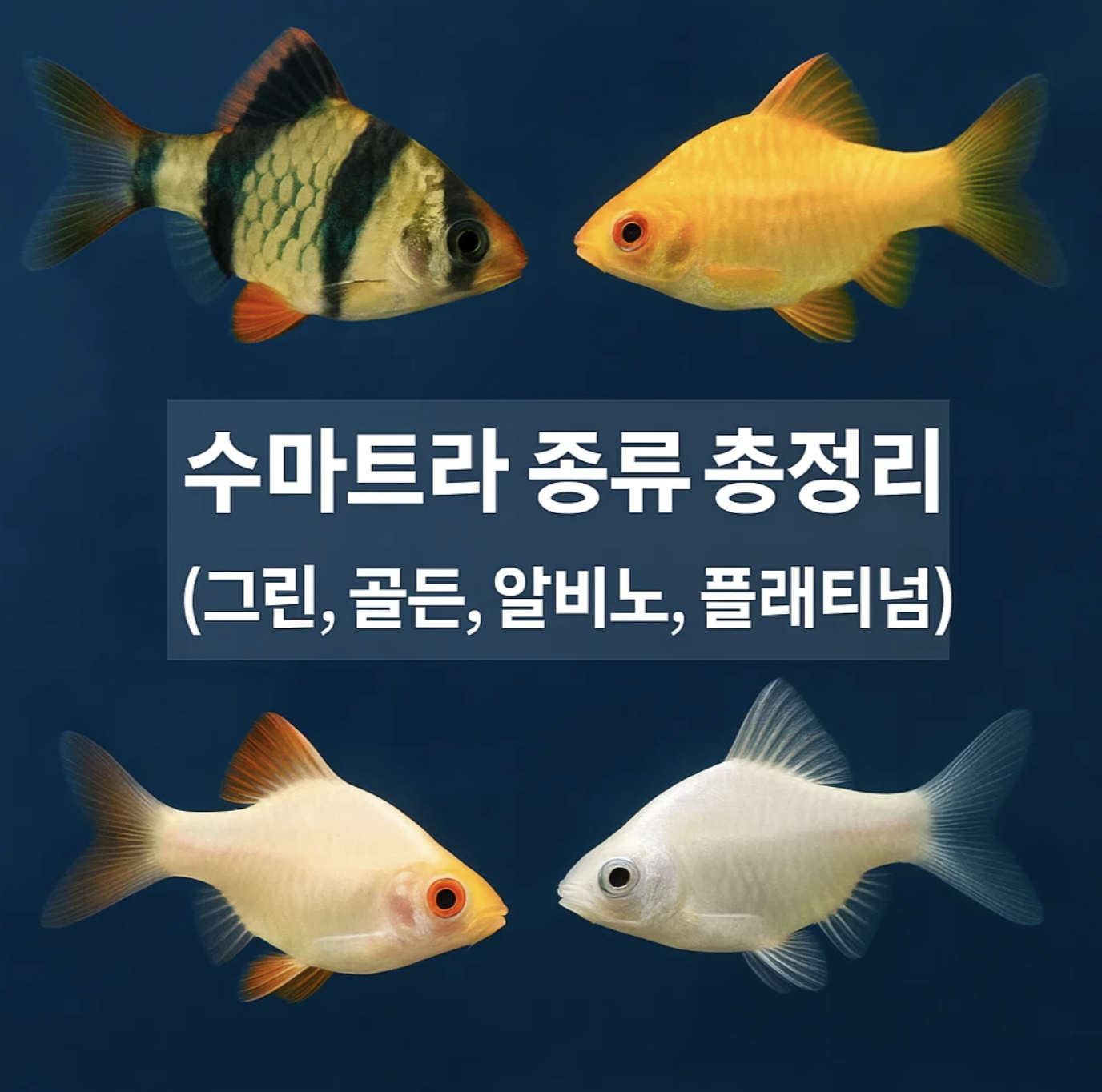 수마트라 종류 총정리 (그린, 골든, 알비노, 플래티넘)
