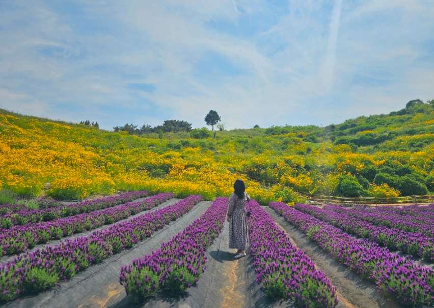 거제 지세포진성꽃동산 금계국 명소! 황금물결의 절정