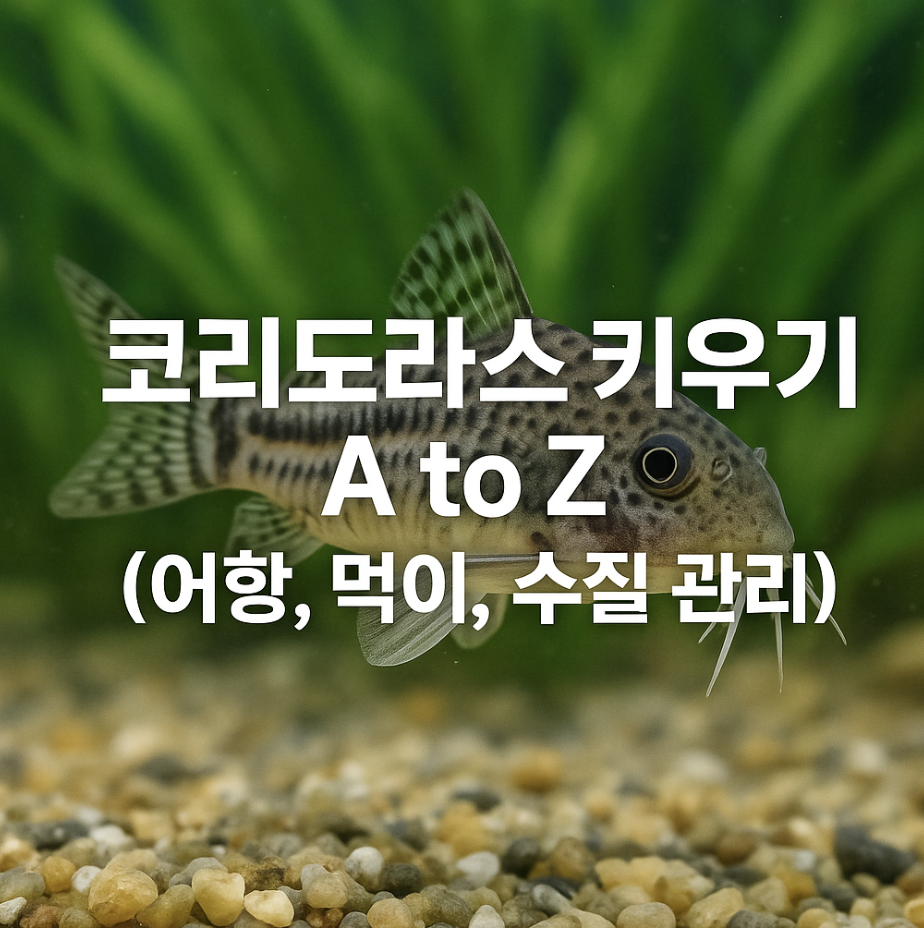 코리도라스 키우기 A to Z (어항, 먹이, 수질 관리)