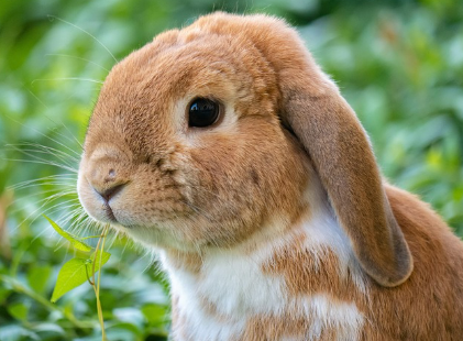 토끼꿈 상황별 해몽