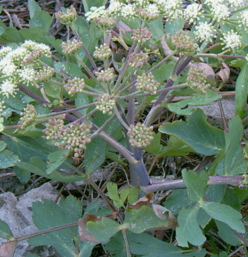 방풍나물 효능 부작용 요리 고르는법 칼로리