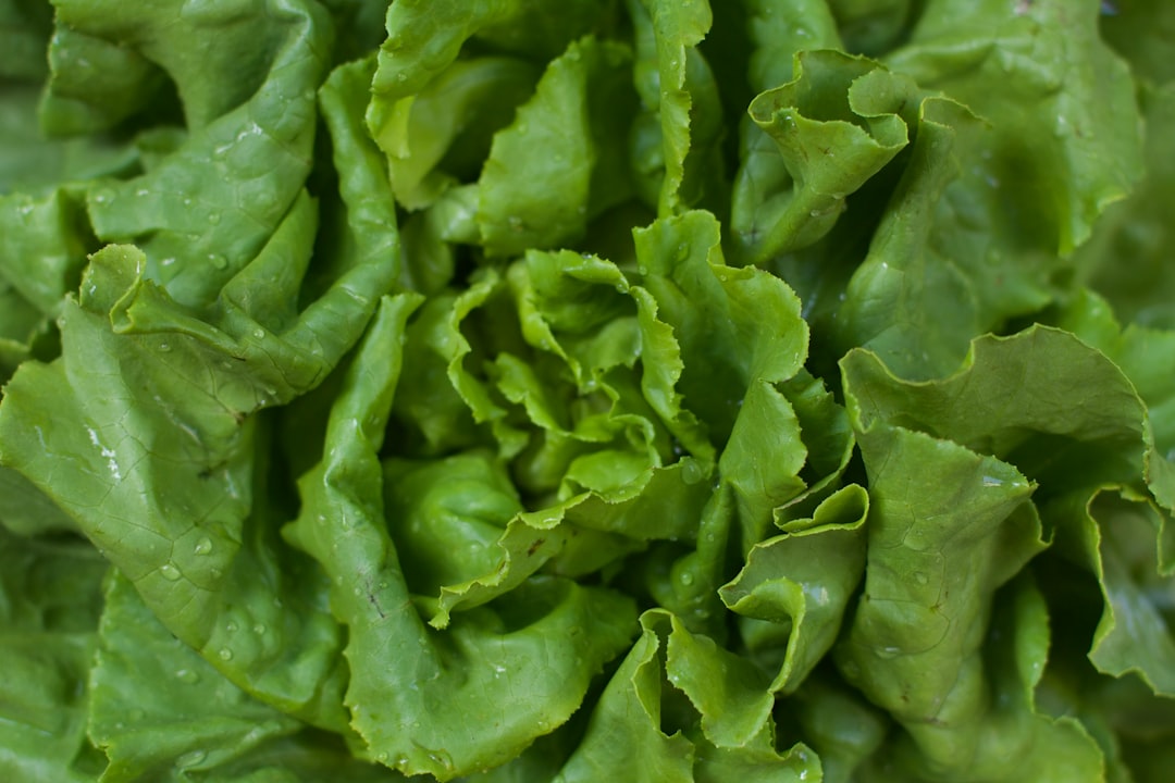 Lettuce