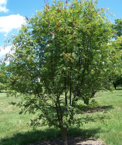 마가목 효능 부작용 성분 부위별 먹는법 정리 (마가목이란?)