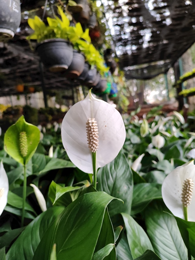 스파티필룸 (Peace Lily)
