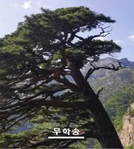 설악산 케이블카_14