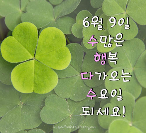 수욜