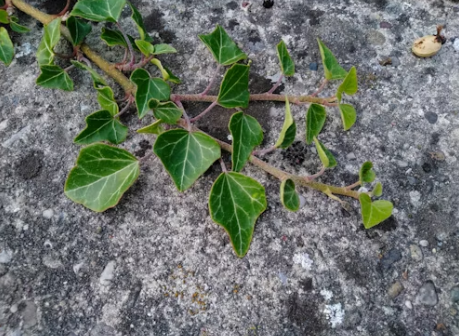 도심 속 자생식물 도감: 아스팔트 틈새에서 피어난 작은 생명들