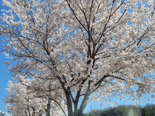 파주 벚꽃