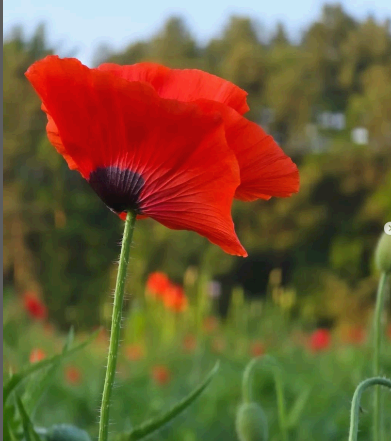 원주 용수골 양귀비꽃