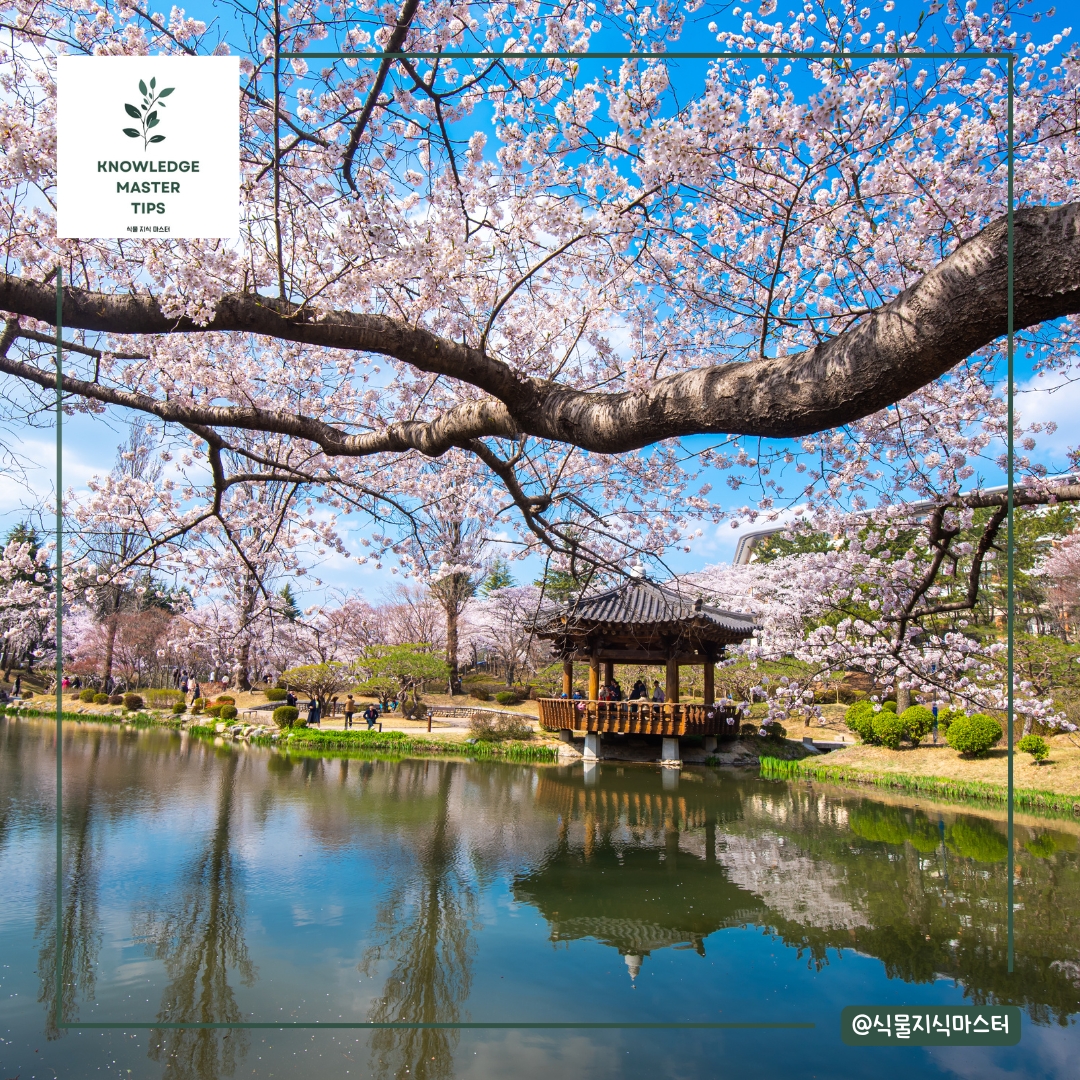 경주 불국사 &amp; 서울 여의도 윤중로 &ndash; 벚꽃의 향연