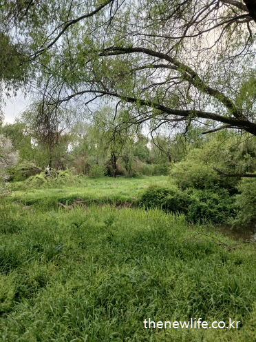 서울 여의도 샛강생태공원의 고요한 풀숲과 나무, 개울이 어우러진 풍경 – 도심 속 조용한 맨발 걷기 좋은 길