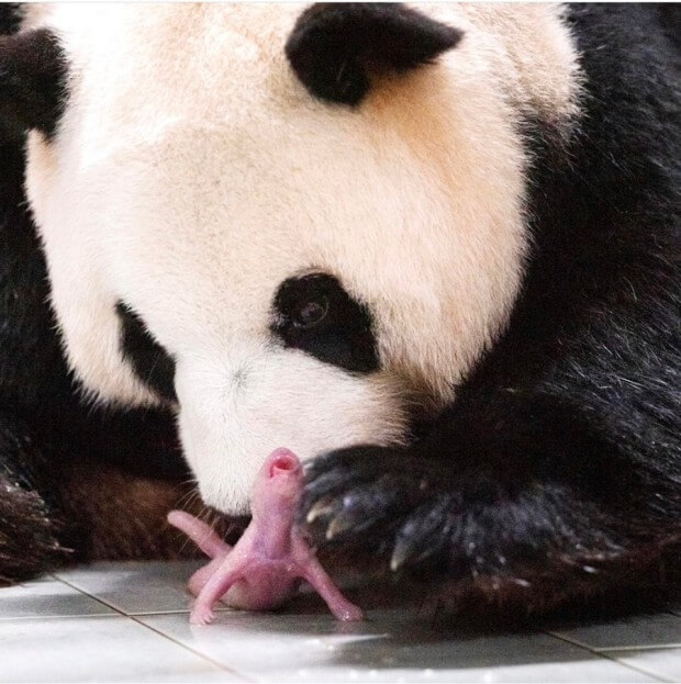 에버랜드 푸바오 쌍둥이 동생 이름 공모 신청! 에버랜드 이름 공모 에버랜드 SNS 네이버 주토피아 카페 댓글 응모 가능 응모 방법