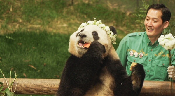 안녕할부지예매