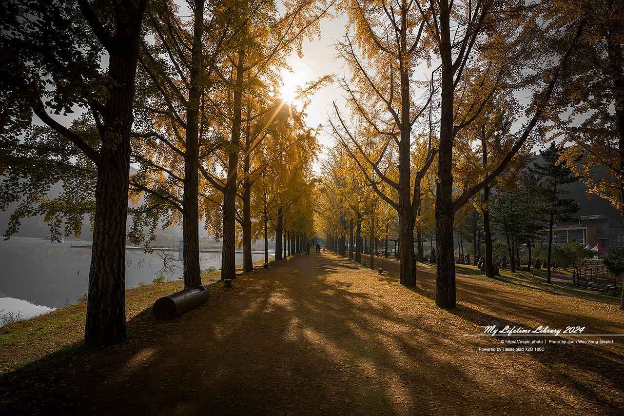 괴산 저수지 물안개 가을 문광지 은행