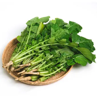 열무 심는 시기 재배 방법_2