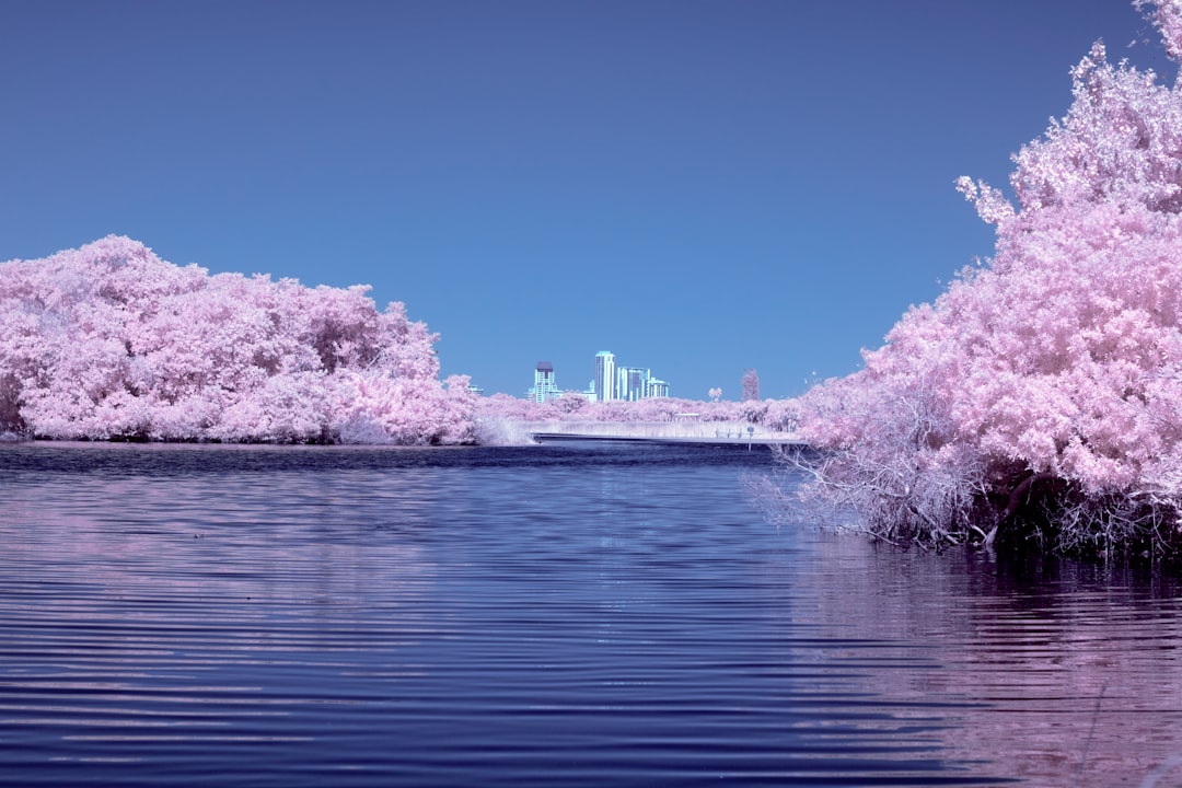 Cherry blossoms
