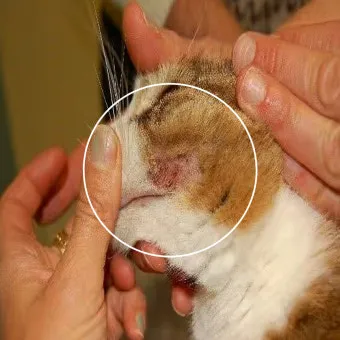 고양이 탈모 원인, 원형 탈모, 부분 탈모_29