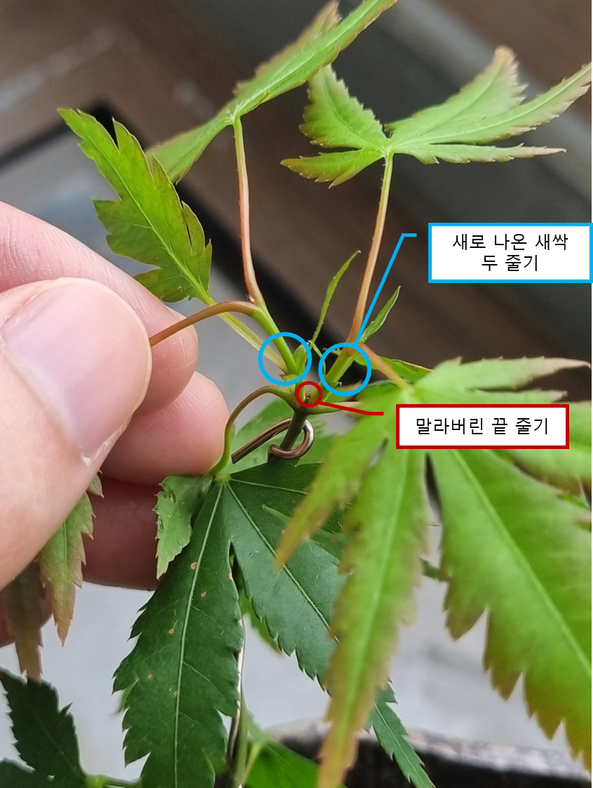 가지치기 사진