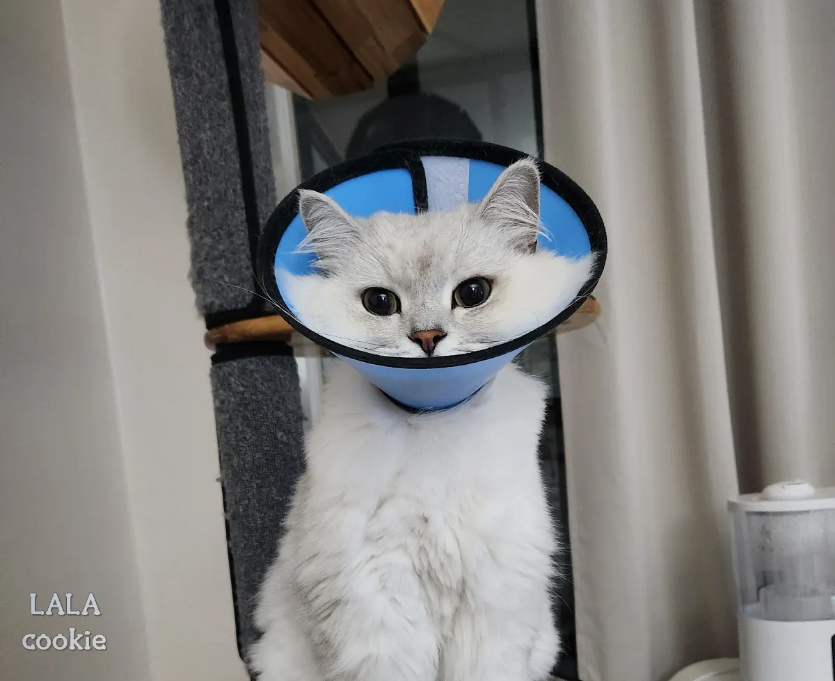 고양이-넥카라-사이즈-소형