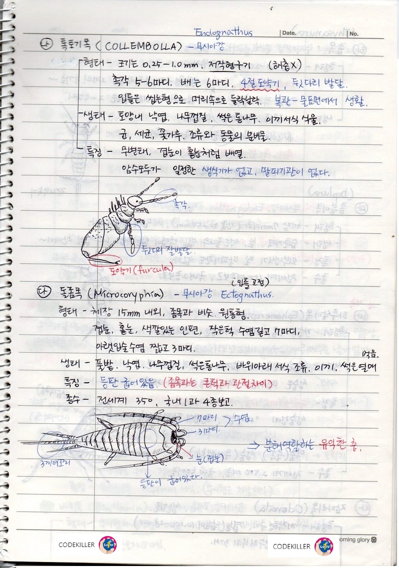 톡토기목, 돌좀목