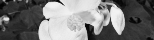 베고니아 키우기: 햇빛, 온도, 토양