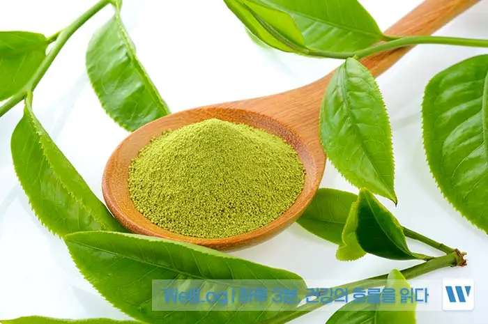 녹차 추출물 카테킨 EGCG 효능, 복용방법, 주의사항