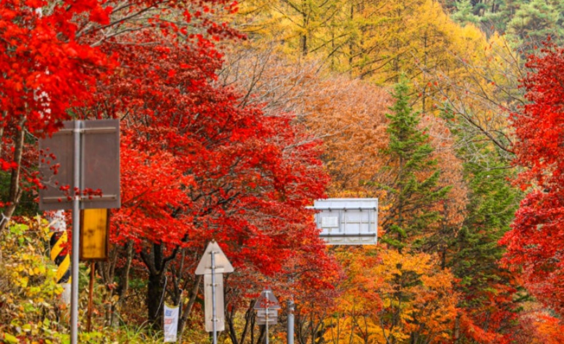 단양 구인사 단풍 2025