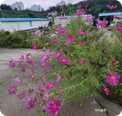 가을길에 물든 코스모스의 노래 -김해 마찰수로 뚝에 핀