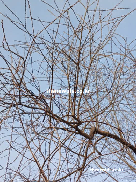 꾸지뽕 효능 혈관 건강 항산화 성분