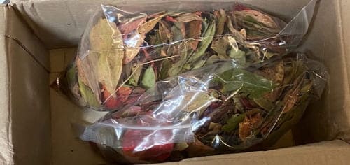 배송된-블루베리잎차