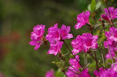 군포 철쭉축제 기간, 개막식, 가는길 , 주차