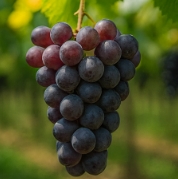 포도 종류