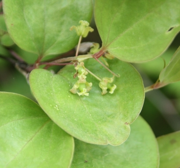 청미래덩굴 잎2