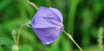 도라지의 효능과 손질 그리고 다양한 요리