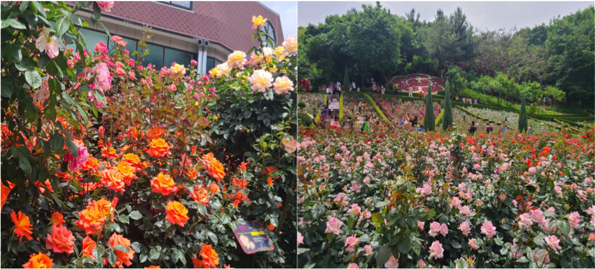 부천 백만송이 장미축제