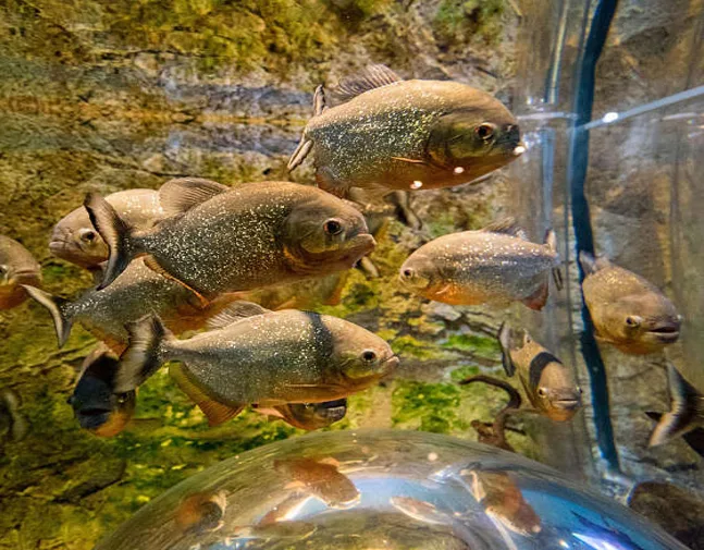 다누리아쿠아리움