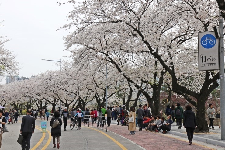 벚꽃 개화시기