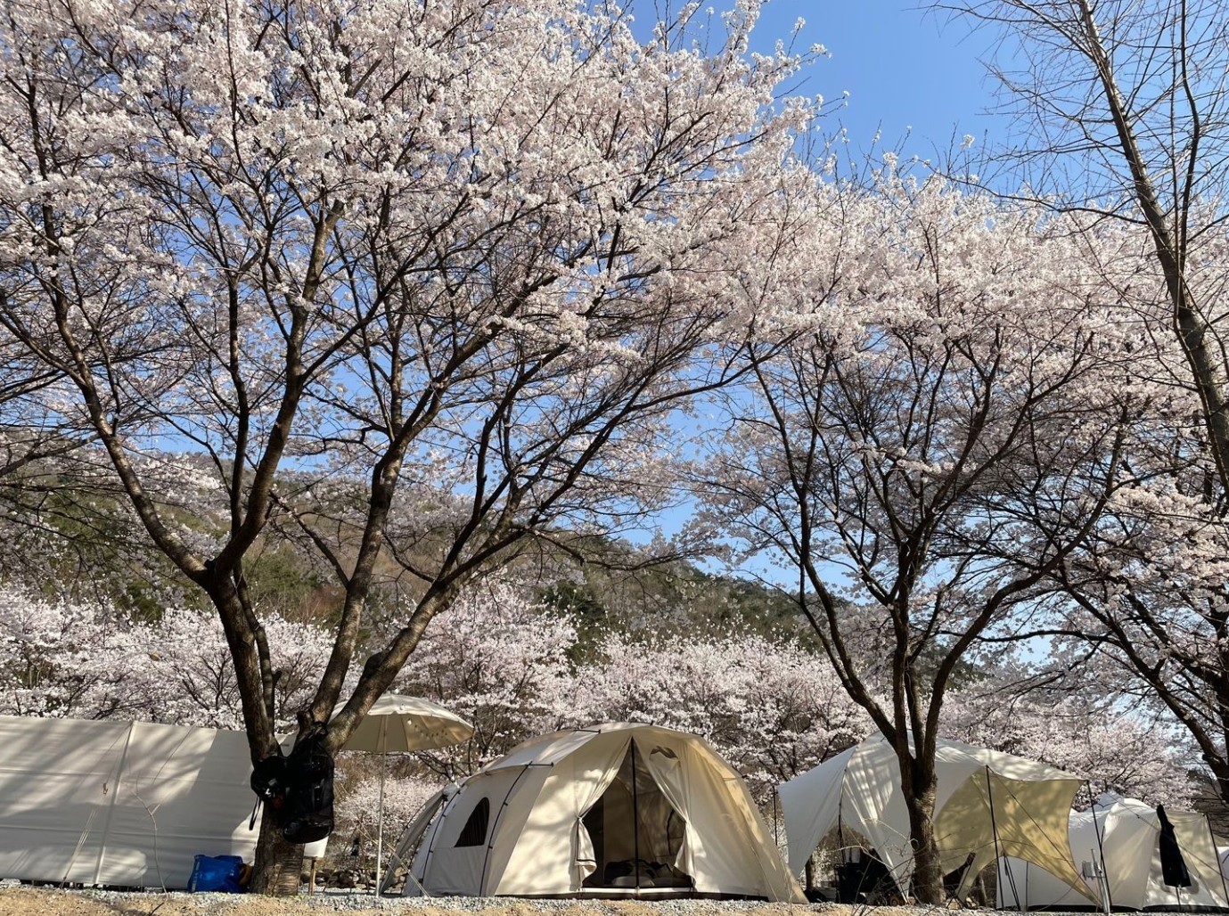 벚꽃 캠핑장 완주 대둔산캠핑장