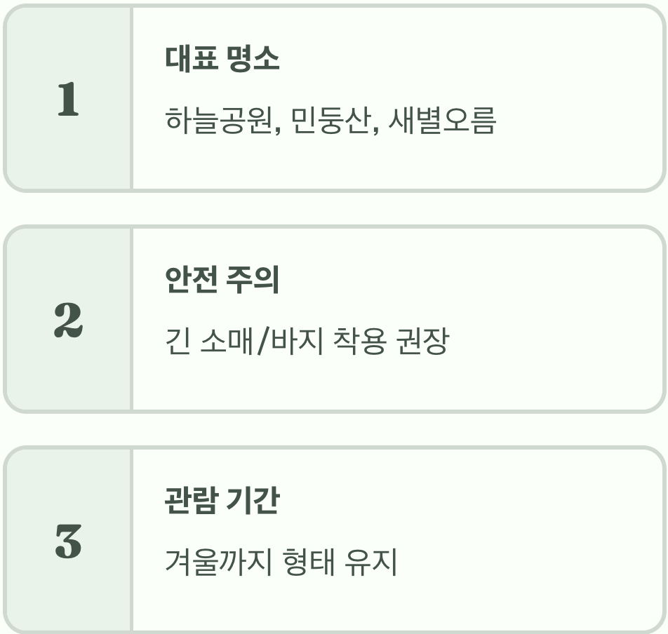 참억새 개화 시기, 가장 아름다운 억새를 볼 수 있는 최적의 타이밍