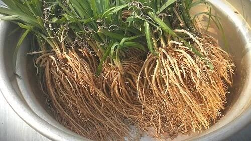 삼채재배-삼채-수확시기-삼채뿌리-수확