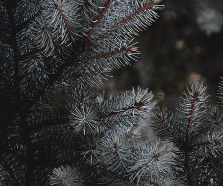 송화가루 효능 : 당뇨