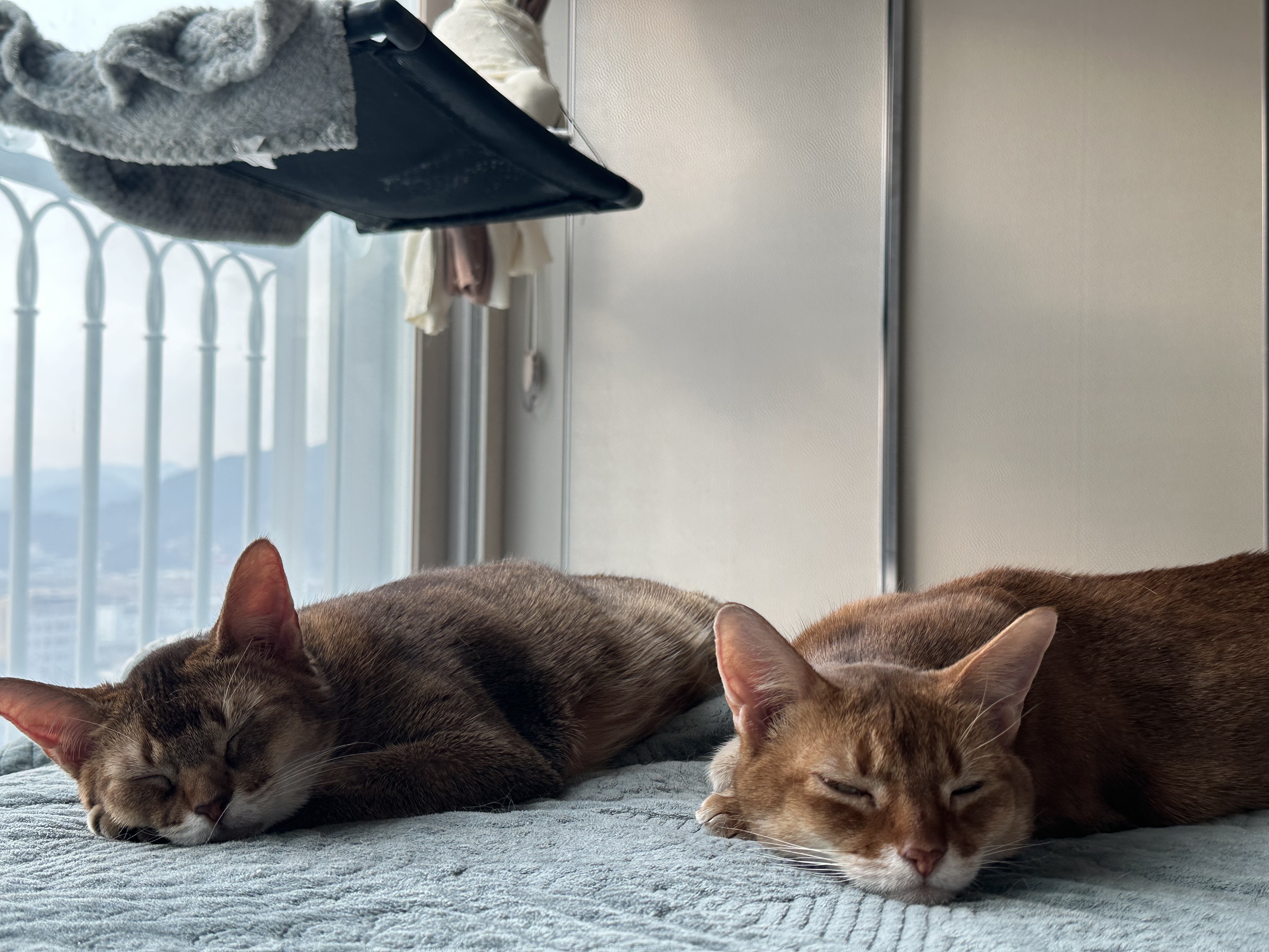 같은_포즈로_자고_있는_자매_고양이_루디와_루나