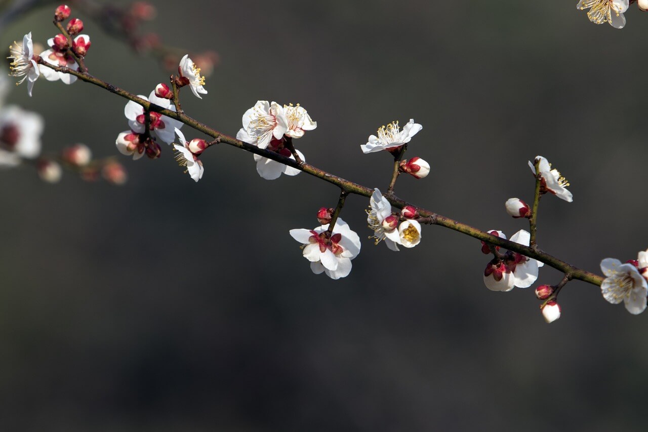 2025년 매화 축제 정보, 개화시기(기상청)
