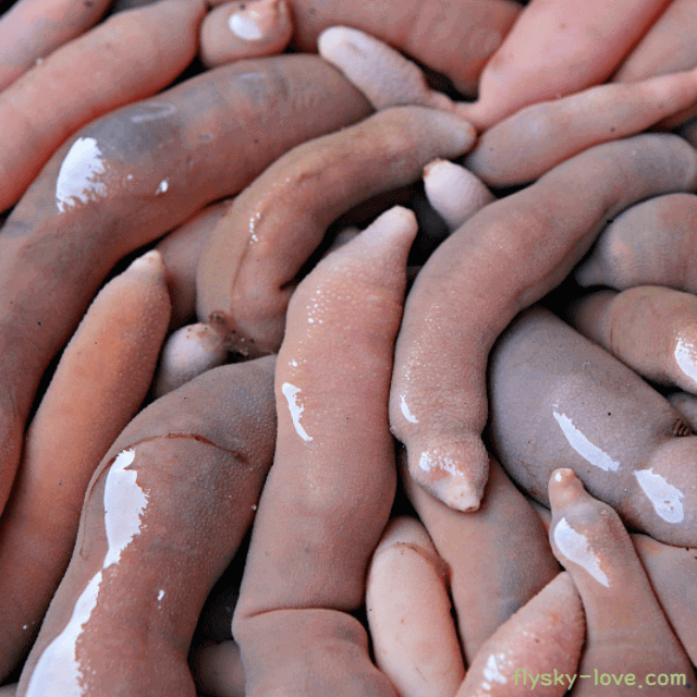 고혈압에 좋은 개불